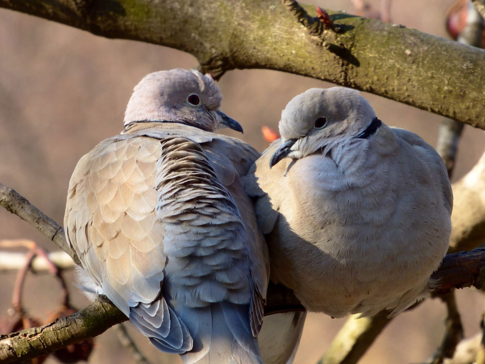 Two turtle doves: $450.00 (+50.0%)